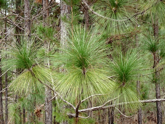 {Pinus palustris}